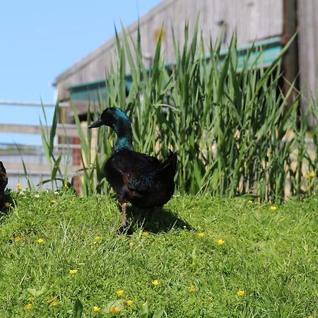 Knapp Farm Glamping Lodge 1 Corscombe Zewnętrze zdjęcie