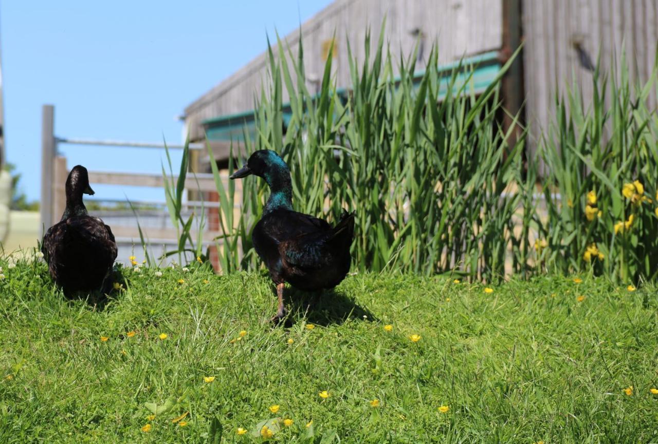 Knapp Farm Glamping Lodge 1 Corscombe Zewnętrze zdjęcie